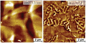 Figure 6. Height (left) and MFM phase (right) image of the substrate side of specimen FS2. No stripe-shaped microvariant structure can be observed anymore, but the height difference between twinned and untwinned areas as well as between regions with low and high magnetic contrast is much more pronounced.