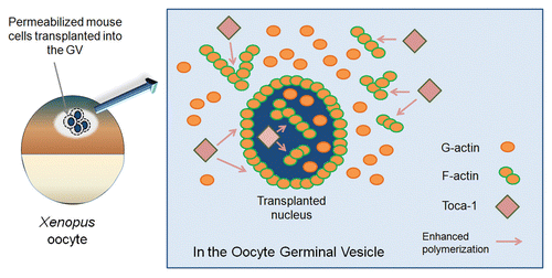 Figure 1 Polymerized actin regulated by an actin signaling protein Toca-1 is present in the oocyte germinal vesicle (GV) and in transplanted nuclei. Permeabilized mouse cells were injected into the GV of Xenopus oocytes. After nuclear transfer, injected GVs were collected in oil and subjected to live cell imaging. Transplanted nuclei were surrounded by polymerized actin and actin filaments were also observed in the nuclei. Toca-1 is present in the GV and in transplanted nuclei and enhances nuclear actin polymerization. G-actin, monomeric actin; F-actin, filamentous actin (polymerized actin).