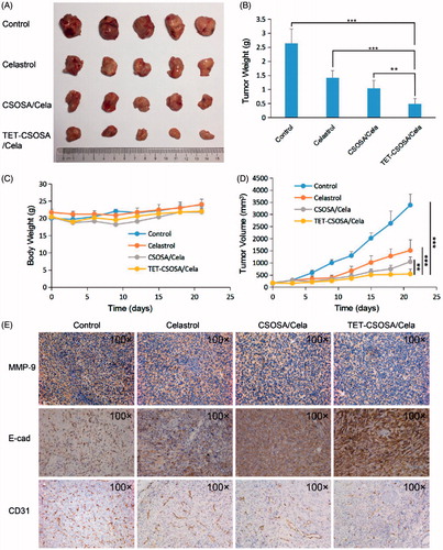 Figure 5. Therapeutic effects on 4T1 breast primary tumor bearing mice after intravenous administration with different formulations at a drug dose of 2 mg/kg. Images of the excised tumors at the end of the tests: dissected tumors weight (A), tumor weight-time graph (B), body weight-time graph (C), and tumor volume-time graph (D) during the treatment (n = 5). (E) Histopathological examination of E-cad, CD31, and MMP-9 for breast tumor separated from saline, Celastrol, CSOSA/Cela, and TET-CSOSA/Cela mice at the end of experiment. **p < .01;***p < .001.