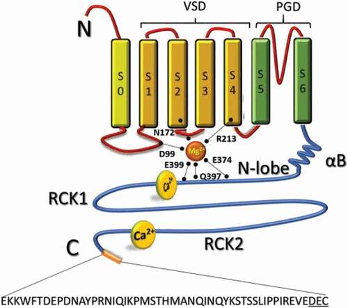 Figure 1. Structural components of the mitoBKCa channel α subunit. Schematic topology of mitoBKCa α subunit. The α-subunit is composed by 7 transmembrane domains (S0-S6) and N-terminal (cytoplasmic) and C-terminal (matrix) opposites. The S1-S4 domains constitute the voltage sensing domain (VSD) and the S5-S6 domain conform the pore gating domain (PGD). The C-terminal domain (CTD) is connected to the transmembrane domain through an alpha helix/beta-sheet linker (αB), each connecting S6 to the rest of the N-lobe of the Regulator of Potassium Conductance (RCK) 1 domain (residues 344–613). The “gating-ring” contains residues D99; N172; R213; E374; Q397 and E399 important for activation of the channel by Mg2+; and a second RCK domain (residues 718–1056). High affinity Ca2+-binding sites located at RCK 1 and 2 conform the “Ca2+-bowl”. At the end of the CTD a 50 amino acid insert contains the DEC sequence specific to target mitoBKCa channel. Four α subunits form a functional channel