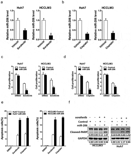 Figure 4. The effect of miR-206 on drug resistance of HCC to sorafenib and cisplatin