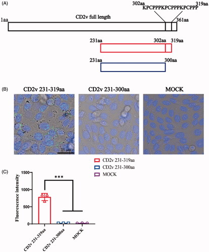 Figure 4. CD2v native protein entered CHO cells. (A) CD2v truncated protein expression pattern. (B) CHO cells were incubated with 50 μM CD2v 231-319 aa and CD2v 231-300 aa proteins at 37 °C and 5% CO2 condition for 1 h. After five times washing, truncated CD2v proteins in cells were visualized using anti-His antibody and FITC-conjugated anti-mouse antibody which observed with confocal laser scanning microscopy. The green color means the FITC signal in the CHO cells, and cell nuclei (blue) are indicated by the Hoechst staining. (C) Fluorescence intensity of CHO cells under the above incubation treatments (n = 3; error bar represents S.D.; ***p < 0.001).