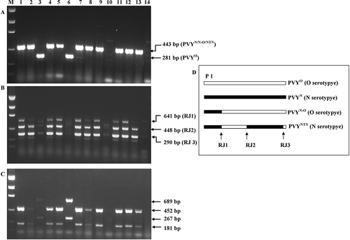 Fig. 2. Reverse transcription–polymerase chain reaction (RT–PCR) detection and genotyping of Potato virus Y (PVY) in field samples. A. P1-gene based duplex RT–PCR for determination of PVY° and PVYN/N:O/NTN. B. Recombinant joint (RJ)-based multiplex RT–PCR for detection of recombinant PVYN:O and PVYNTN. C. Multiplex RT-PCR for detection of PVY°, PVYN:O, PVYNTN and PVYN strains. D. Schematic diagram of PVY genome structure and locations of P1 gene, and RJ1 to RJ3. The RT–PCR assays A and B were carried out as described in Nie & Singh (Citation2002, Citation2003), and assay C as described in Lorenzen et al. (Citation2006). The sizes of the amplicons produced by different PVY strains in assay C are: 689 + 267 bp for PVY°; 452 + 181 bp for recombinant PVYNTN (Lorenzen et al., Citation2006). Lane M, DNA Ladder (from top to bottom: 2000, 1200, 800, 400 and 200 bp); lanes 1 to 14, leaf samples collected from potato ‘Kennebec’ plants showing varied degrees of symptoms in the field.