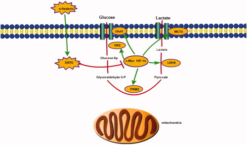 Figure 9. α-Hederin inhibits the growth of lung cancer A549 by decreasing SIRT6 dependent glycolysis.