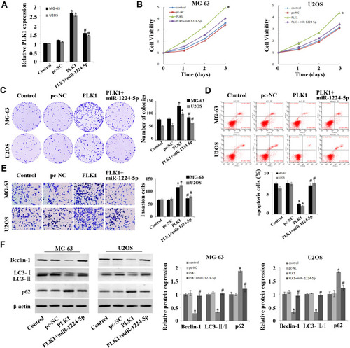 Figure 5 MiR-1224-5p regulates the expression of PLK1 to inhibit the proliferation and invasion while promote the apoptosis and autophagy of OS cells. (A) QRT-PCR to detect the expression of PLK1 in MG-63 cells and U2OS cells after transfection with pc-NC, PLK1 and miR-1224-5p mimic+PLK1. (B) MTT assay to detect the cell proliferation in MG-63 cells and U2OS cells after transfection with pc-NC, PLK1 and miR-1224-5p mimic+PLK1. (C) Cell colony formation assay to detect the cell viability in MG-63 cells and U2OS cells after transfection with pc-NC, PLK1 and miR-1224-5p mimic+PLK1. (D) Flow cytometry to detect the apoptosis rate of MG-63 cells and U2OS cells after transfection with pc-NC, PLK1 and miR-1224-5p mimic+PLK1. (E) Transwell to detect the invasive ability of MG-63 cells and U2OS cells after transfection with pc-NC, PLK1 and miR-1224-5p mimic+PLK1. (F) Western blot to detect the expression levels of autophagy-related proteins Beclin-1, LC3-II/I and p62 in MG-63 cells and U2OS cells after transfection with pc-NC, PLK1 and miR-1224-5p mimic+PLK1. *P<0.01 vs pc-NC group; #P<0.01 vs PLK1 group.