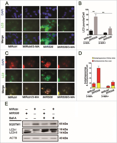 Figure 4. MIR506 induces autophagic flux in PDAC cells. (A) MDA-PATC53 cells were transfected with MIRctrl or MIR506 in the absence or presence of the autophagy inhibitor 3-MA (5 mM) for 72 h. Cells were fixed for immunofluorescent staining with anti-LC3 antibody and visualized with a fluorescence microscope. (B) The LC3 puncta in each cell were counted. n = 100 cells/sample, **P<0.01. (C) MDA-PATC53 cells were transfected with MIRctrl or MIR506 for 48 h and infected with Autophagy Tandem Sensor RFP-GFP-LC3 in the absence or presence of 3-MA (5 mM) for 24 h. Then, cells were visualized with a fluorescence microscope. (D) The autophagosomes (yellow dots) and autolysosomes (red-only dots) in each cell were counted. n = 100 cells/sample. (E) MDA-PATC53 cells were transfected with MIRctrl or MIR506 in the absence or presence of the vacuolar-type H+-ATPase inhibitor Baf-A (10 nM). Whole-cell extracts were subjected to immunoblotting with anti-LC3 and -SQSTM1 antibodies. Scale bar: 10 μm.