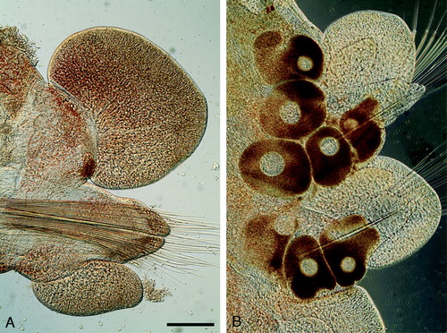 Figure 7.  Light microscopy micrographs of paratypes of Paranaitis katoi sp. nov. (A SMNH Type-7380; B SMNH Type-7382). A. Median parapodium. B. Median parapodia with oocytes. Scale lines: A,B, 200µm.
