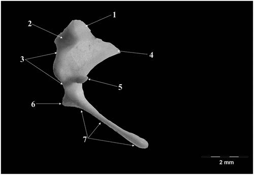 Figure 1. Malleus-native specimen.