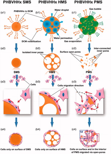 Figure 1. Preparation and cell proliferation studies of solid, hollow and porous PHBVHHx microspheres, respectively (abbreviated as SMSs, HMSs and PMSs). (1) a1, b1 and c1 demonstrate how PHBVHHx SMSs, HMSs and PMSs were prepared via methods of oil-in-water (O/W), water-in-oil-in-water (W1/O/W2) double emulsion, and improved gas-in-oil-in-water (G1/O/W2) double emulsion in this study, respectively. (2) a2, b2 and c2 reveal section structures of the SMS, HMS or PMS. (3) a3, b3, a4 and b4 show cells grow only on surface of SMS and HMS, while c3 and c4 indicate cells grow both on the surface and into the internal structures of PMSs via surface open pores. Frame (1#) indicates a model of cell’s migration from surface to inner of PMS along these big pores. Frame (2#) indicates another model of cell’s carpetliked coverage on surface of PMSs. DCM: dichloromethane.