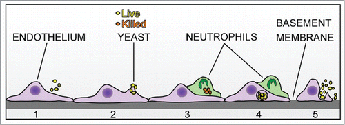 Figure 9. Model of intravascular surveillance and immune evasion. C. parapsilosis in the blood adheres to endothelial cells (1 and 2). A patrolling neutrophil can engulf and kill yeast cells on the surface (3). However, if yeast cells become internalized by endothelial cells, they are protected from PMN killing (4). Internalized C. parapsilosis may replicate and burst out of endothelial cells to cause further rounds of infection or be killed by patrolling neutrophils (5).