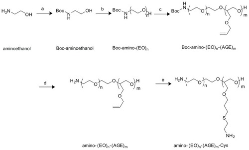 Figure 2 Synthesis scheme of APC. (a) (Boc)2O, NaOH, MeOH:H2O = 1:1 (v/v), RT, 12 hours. (b) NaH, EO, dioxane, 60°C, 4 days. (c) NaH, AGE, 60°C, 3 days. (d) Trifluoroacetic acid:dichloromethane = 1:4 (v/v), RT, 2 hours. (e) MeOH, RT, 2 days.Abbreviations: APC, cationic PEG derivative; EO, ethylene oxide; AGE, allyl glycidyl ether; RT, room temperature.