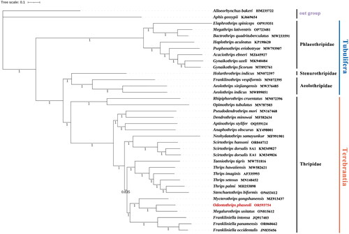 Figure 4. BI phylogenetic tree inferred from the whole mitogenome. The tree was constructed based on concatenated nucleotide sequences of the whole mitogenome dataset (13PCG + 22tRNA + 2rRNA) of 36 species in 6 families. The numbers under the internodes represent Bayesian inference (BI) posterior probabilities (PP). The scale bar refers to 0.1 nucleotide substitutions per character. The used sequences and their references were listed in (Table S3): Alloeorhynchus bakeri (HM235722; Li et al. Citation2012), Aphis gossypii (KJ669654; Zhang et al. Citation2016), Acaciothrips ebneri (MZ645927; not available), Bactrothrips quadrituberculatus (MW233591; not available), Elaphrothrips spiniceps (OP919351; not available), Megathrips lativentris (OP723481; not available), Gynaikothrips ficorum (MT892761; Dang et al. Citation2021), Gynaikothrips uzeli (MK940484; Tyagi et al. Citation2020), Haplothrips aculeatus (KP198620; not available), Psephenothrips eriobotryae (MW793907; Dang et al. Citation2024), Holarthrothrips indicus (MN072397; Tyagi et al. Citation2020), Aeolothrips indicus (MW899051; Pakrashi et al. Citation2021), Aeolothrips xinjiangensis (MW376485; Liu et al. Citation2022), Franklinothrips vespiformis (MN072395; Tyagi et al. Citation2020), Anaphothrips obscurus (KY498001; Liu et al. Citation2017), Frankliniella panamensis (OR060662; not available), Dendrothrips minowai (MF582634; Chen et al. Citation2017), Frankliniella intonsa (JQ917403; Yan et al. Citation2014), Frankliniella occidentalis (JN835456; Yan et al. Citation2012), Scirtothrips hansoni (OR044712; not available), Neohydatothrips samayunkur (MF991901; Kumar et al. Citation2019), Mycterothrips gongshanensis (MZ913437; not available), Rhipiphorothrips cruentatus (MN072396;Tyagi et al. Citation2020), Scirtothrips dorsalis EA1 (KM349826; Dickey et al. Citation2015), Scirtothrips dorsalis SA1 (KM349827, KM349828; Dickey et al. Citation2015), Odontothrips phaseoli (OR593754; this study), Stenchaetothrips biformis (ON653412; Hu et al. Citation2023), Taeniothrips tigris (MW751816; Pakrashi et al. Citation2021), Thrips imagines (AF335993; Shao and Barker Citation2003), Thrips hawaiiensis (MW582621; Wang et al. Citation2021), Thrips palmi (MH253898; Chakraborty et al. Citation2018), Thrips setosus (MN148452; not available), Opimothrips tubulatus (MN787503; not available), Megalurothrips usitatus (ON815612; Xing-Ming et al. Citation2023), Aptinothrips stylifer (OQ559124; Li et al. Citation2024), Pseudodendrothrips mori (MN167468; not available).