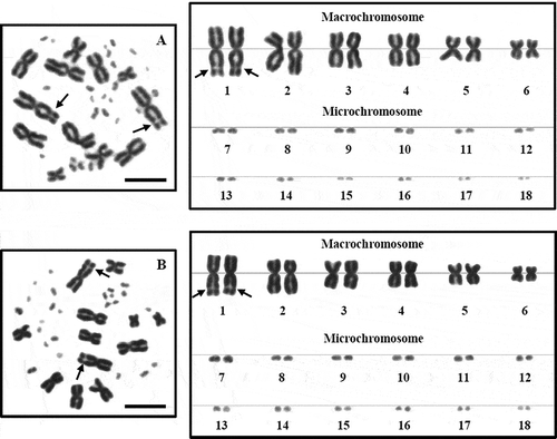 Figure 2. Metaphase chromosome plates and karyotypes of male (A) and female (B) Leiolepis belliana, 2n = 36, by conventional staining technique. The secondary constrictions appear on the subtelomeric region of the long arm of the largest metacentric chromosome pair 1 (arrows). Scale bars indicate 5 µm.