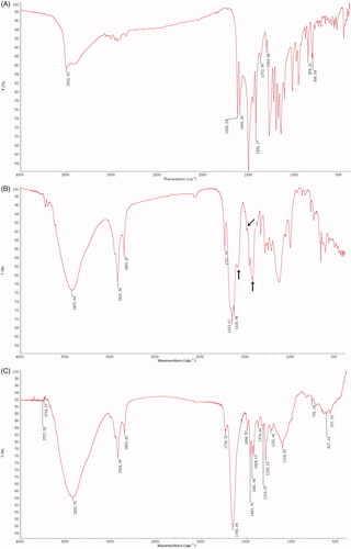 Figure 2. IR spectra of SWCNT-Cur. (A) native curcumin, (B) SWCNT-Cur, (C) void carriers. Arrows indicate the − C = C − conjugated aromatic skeleton vibration of curcumin.