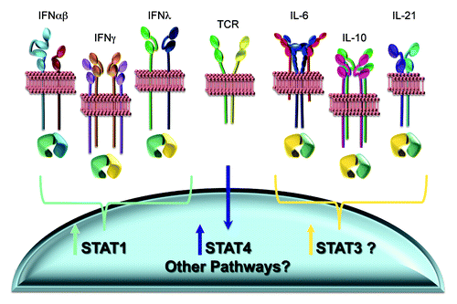 Figure 3. Known and potential pathways for changing intracellular STAT concentrations. A variety of cytokines, including all of the IFNs, preferentially activate STAT1, and STAT1 activation results in the induction of elevated STAT1 expression. Stimulation through the TCR leads to elevated STAT4. These pathways have been shown to be operational during viral infections. Other cytokines, including IL-6, IL-10 and IL-21, can activate STAT1 but have a preference for activating STAT3. STAT3 is reported to induce its own expression. Certain of these factors are also elicited during viral infections. Thus, there are a variety of potential known mechanisms for altering STAT3, and the potential for many unknown mechanisms for altering additional STATs, to further change intracellular concentrations of STAT mixes and the effects of any cytokine with the ability to alternatively activate particular STATs. (See text for related references.)