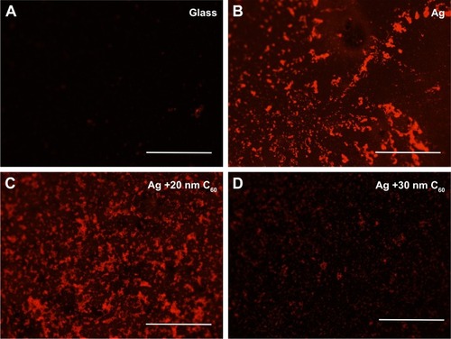 Figure 7 Fluorescence microscope images of biotin–streptavidin–rhodamine B (RhB) on glass (A), glass +25 nm Ag (B), glass +25 nm Ag +20 nm C60 (C), and glass +25 nm Ag +30 nm C60 (D). All the scale bars are 50 µm; the magnification is 10×.