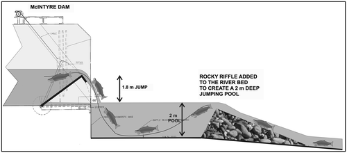 Figure 41 A schematic view of the riffle and pool backflooding the McIntyre Dam stilling basin to create a launching pool for Columbia River salmon and steelhead on the Okanagan River, BC. The maximum height for the overshot gates during the spawning run is 1.8 m.