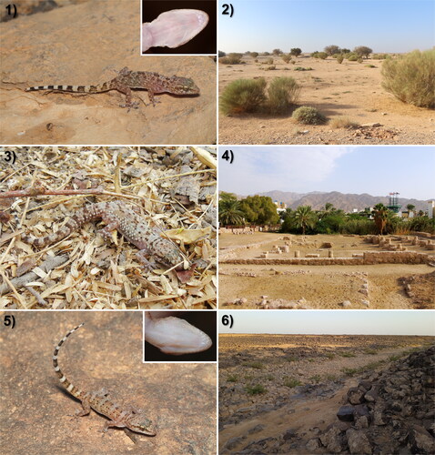 Fig. 3. Individuals of Hemidactylus species and their habitats from Jordan. (3.1) Adult individual of H. dawudazraqi, with the ventral side of the head in the inset, from the vicinity of Qasr Amra, Jordan. (3.2) Habitat in the vicinity of Qasr Amra, Jordan. (3.3) Adult individual of H. granosus from Aqaba, Jordan. (3.4) Habitat at the Ancient Islamic City of Ayla in Aqaba, Jordan. (3.5) Adult individual of H. lavadeserticus from Jordan, with the ventral side of the head in the inset, from 11 km northeast of Safawi, Jordan. (3.6) Habitat 11 km northeast of Safawi, Jordan. Photos taken by the authors if not stated otherwise.