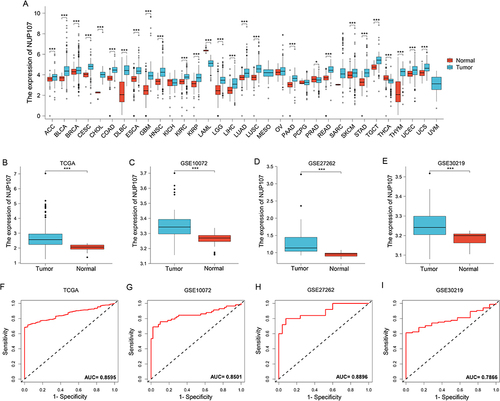 Figure 1 NUP107 is overexpressed in LUAD and is a meaningful diagnostic factor. (A) Differential expression of NUP107 in tumor and normal groups in multiple cancers in the TCGA database. (B-E) Comparison of NUP107 expression levels between tumor and normal groups in TCGA dataset and 3 GEO validation datasets (GSE10072, GSE27262, GSE30219). (F-I) Diagnostic ROC curve of NUP107 in TCGA dataset and 3 GEO validation datasets (GSE10072, GSE27262, GSE30219). *p < 0.05; ***p < 0.001.