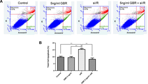 Figure 2 Anti-apoptotic effect of GBR on H9c2 cells during sI/R induction. The determination of anti-apoptotic effect of GBR on sI/R-induced H9c2 cell apoptosis was performed by Annexin V/PI staining. H9c2 cells were pretreated with or without 5 ƞg/mL of GBR for 72 hours and followed by sI/R induction. Then, total cell apoptosis was assessed. (A) Flow cytometer dot plot of Annexin V/PI staining. (B) The percentage of total cell apoptosis in H9c2 cardiomyocytes was analyzed by flow cytometry. All data was analyzed by One-way ANOVA with Tukey’s multiple comparison test. The values are expressed as the mean ± SEM of six independent experiments. †††P < 0.001 significant different from sI/R.