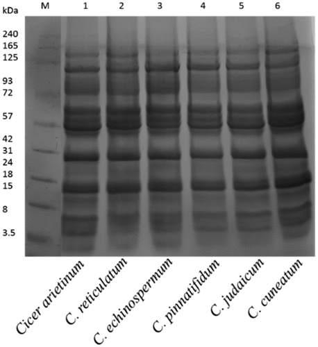 Figure 1. Sodium dodecyl sulfate-polyacrylamide gel electrophoresis separation of Cicer seed protein isolates.