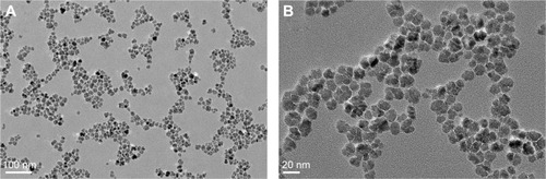Figure 1 Characterization of RGD-PAA-USPIO probes.Note: (A and B) Representative TEM images of RGD-PAA-USPIO nanoparticles.Abbreviations: PAA, polyacrylic acid; RGD, arginine-glycine-aspartic acid; TEM, transmission electron microscopy; USPIO, ultrasmall superparamagnetic iron oxide.