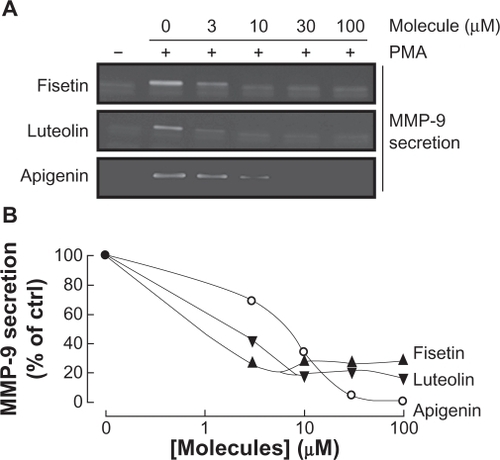 Figure 4 Dose-dependent inhibition of MMP-9 secretion by fisetin, luteolin, and apigenin. HBMEC were serum-starved in the presence of various concentrations of fisetin, luteolin, and apigenin in combination with vehicle or 1 μM PMA for 18 hours. A) Conditioned media were then harvested and gelatin zymography was performed in order to detect PMA-induced proMMP-9 and hydrolytic activity as described in the Materials and Methods section. B) Scanning densitometry was used to quantify the extent of proMMP-9 gelatinolytic activity in treated cells. Data shown is representative of two independent experiments.