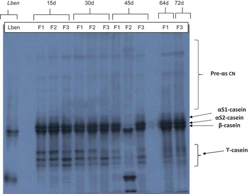 Figure 2. Urea-polyacrylamide gel electrophoresis (urea-PAGE) of the water-insoluble nitrogen fractions Lben and 15, 30, 45, 64, and 72 d-old Bouhezza cheese. F1, F2, or F3 refer to fabrications (trials) of Bouhezza cheese.