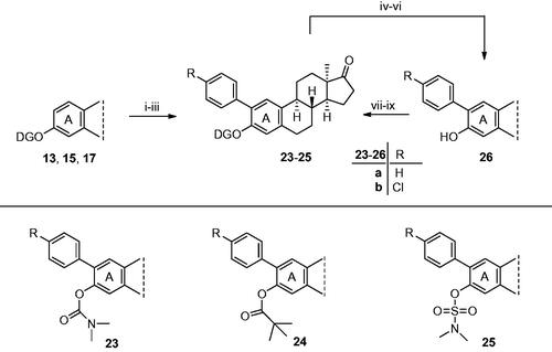 Scheme 5. Syntheses of 2-(4-substituted phenyl)-13α-oestrone derivatives (23a,b–25a,b). Reagents and conditions: (i) carbamate 13, Pd(OAc)2 (10 mol%), iodobenzene (4 equiv.) or 1-chloro-4-iodobenzene (4 equiv.), K2CO3 (2 equiv.), TFA, MW, 50 °C, 60 min; (ii) pivalate 17, Pd(OAc)2 (10 mol%), iodobenzene (4 equiv.) or 1-chloro-4-iodobenzene (4 equiv.), K2CO3 (2 equiv.), TFA, MW, 50 °C, 60 min; (iii) sulfamate 15, Pd(OAc)2 (10 mol%), iodobenzene (4 equiv.) or 1-chloro-4-iodobenzene (4 equiv.), K2CO3 (2 equiv.), TFA, MW, 50 °C, 60 min; (iv) 2-phenyl carbamate 23a, TFA, MW, 150 °C, 30 min; (v) 2-phenyl pivalate 24a, TFA, MW, 100 °C, 30 min; (vi) 2-phenyl sulfamate 25a, TFA, MW, 150 °C, 30 min; (vii) N,N-dimethylcarbamoyl chloride (1.0 equiv.), NaH (1.3 equiv.), DMF, rt, 30 min; (viii) pivaloyl chloride (1.2 equiv.), DMAP (0.1 equiv.), NEt3 (1.2 equiv.), CH2Cl2, MW, 40 °C, 1 h; (ix) N,N-dimethylsulfamoyl chloride (1.0 equiv.), NaH (1.3 equiv.), toluene, MW, 100 °C, 30 min.