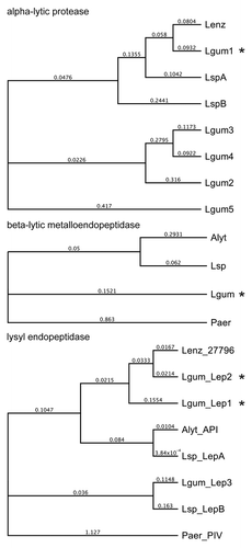 Figure 3. Phylogeny of L. gummosus enzymes that co-purified with biofilm-degrading activity. The phylogenetic trees were constructed on the basis of the amino acid sequences of the predicted preproenzymes using Geneious Tree Builder software (Blosum62; gap open penalty, 3; gap extension penalty 3). Alyt, Achromobacter lyticus; Lenz, L. enzymogenes; Lgum, L. gummosus; Lsp, Lysobacter sp.; Paer, Pseudomonas aeruginosa. The proteins in the fractions with biofilm-degrading activity are marked with an asterisk. Accession numbers are listed in the supplemental material.