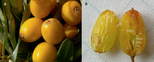 FIGURE 1 Fruits of ‘Yalishandashierhao’ (A) and profile view of ‘Wuheshaji’ fruit without stone (B).