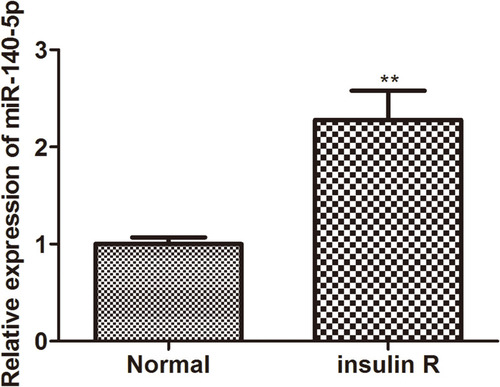 Figure 1 Relative expression of miR-140-5p in insulin-resistant HepG2 cells. The relative expression level of miR-14-5p in HepG2 cells and insulin-resistant HepG2 cells was detected by qRT-qPCR (n=8). Data were the presented as the mean ± standard deviation; ** P<0.01, compared with the normal group.