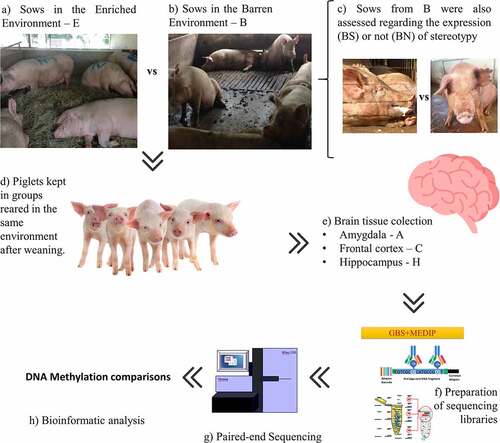 Figure 1. Experimental design. Sows were maintained in an enriched (a) or barren environment (b). Sows kept in the barren environment were subdivided into two groups (c) depending on whether they expressed (BS) or did not express stereotypy (BN). Piglets from different prenatal environments were kept in the same conditions after weaning, with no difference between the pens (d). Males were slaughtered 35 d after weaning and the brain tissues collected (e). Finally, the DNA was extracted and GBS-MEDIP (genotyping by sequencing combined with methylated DNA immunoprecipitation) sequencing libraries were prepared for (g) paired-end sequencing. The sequences of the reduced methylomic fractions of individuals were then bioinformatically analyzed (h).