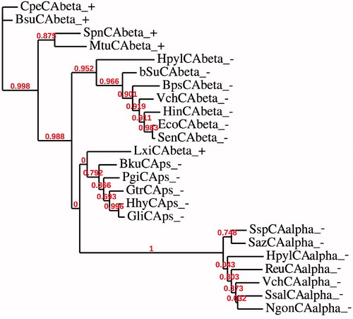 Figure 3. Phylogenetic analysis was obtained using the amino acid sequences of α-CAs from Gram-negative bacteria and those of β-CAs identified in the genome of Gram-positive and Gram-negative bacteria. Legend: see Tables 1 and 2 for sequence accession numbers, cryptonyms and microorganisms considered; + indicate a Gram-positive bacterium; − indicate a Gram-negative bacterium. Bootstrap values on 100 replicates are reported at branch points.