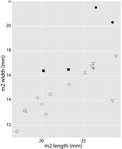 FIGURE 3. Bivariate plot of comparative m2 sizes of large African Cynelos Jourdan, Citation1862, Amphicyon Lartet in Michelin, Citation1836, Myacyon Sudre and Hartenberger, Citation1992, and Namibiocyon Morales and Pickford, Citation2022. Data of Cynelos and Namibiocyon were taken from Morlo et al. (Citation2021) and other measurements are taken from the literature. Black symbols indicate measurements of Middle Miocene specimens, white symbols indicate measurements of Early Miocene specimens. KNM NP-64518, Myacyon sp. from Napudet measurements indicated by a star (*); Myacyon kiptalami from Ngorora Formation and Myacyon cf. kiptalami from Samburu Hills measurements indicated by black squares (▪); Myacyon dojambir indicated by white triangles (△); Amphicyon giganteus indicated by black circles (●); Cynelos anubisi measurements indicated by white squares (□); Cynelos macrodon (including Cynelos cf. macrodon from Muruyur) measurements indicated by white circles (○); Namibiocyon ginsburgi indicated by a white diamond (◇); Cynelos jitu measurements indicated by inverted white triangles (▽). Axis numbers in mm.