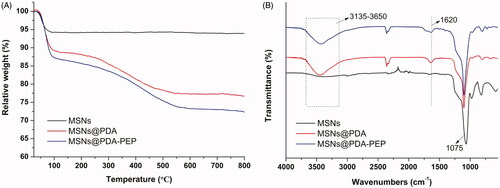 Figure 2. (A) TGA curves and (B) FT-IR spectra of MSNs, MSNs@PDA and MSNs@PDA-PEP.