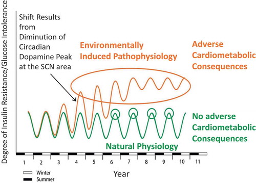 Figure 6. Postulate for clock involvement in Insulin Resistance Syndrome (IRS): modern insulin resistant man “locked” into seasonal insulin resistance syndrome physiology (neuroendocrinology) (winter condition all year long).