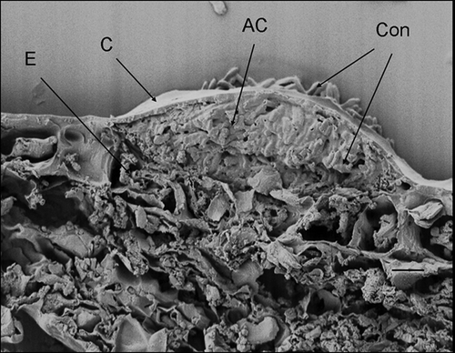 Figure 7. Scanning electron micrograph of Cornus florida ‘Cloud 9’ leaf inoculated with Discula destructiva conidia at 20 DAI. Developing acervulus (AC) with conidia underneath the cuticle and above the epidermal cell layer (E). C, Cuticle; Con, Conidia. Bar = 10 μm.