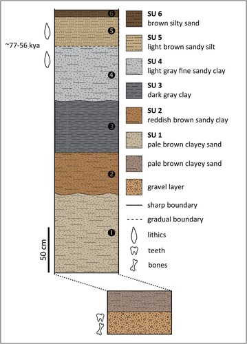 Figure 7. Stratigraphic section of Lovedale, showing the location of artefacts and fossils, modified from Richard et al. (Citation2023) (SU: sedimentary unit).