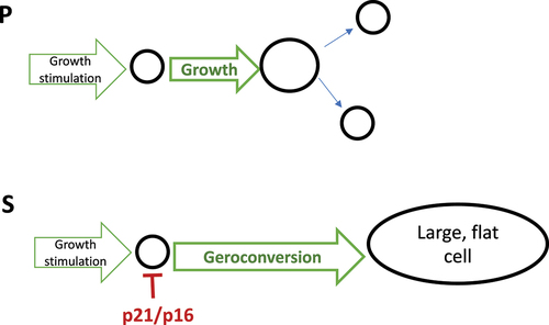 Figure 3. Geroconversion is a form of “twisted” growth.