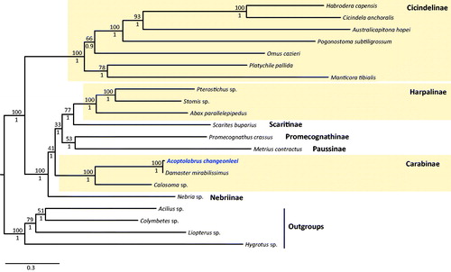 Figure 1. The Bayesian inference (BI) method-based phylogenetic tree constructed for the family Carabidae using the concatenated sequences of 13 protein coding genes (PCGs) and lrRNA. The numbers at each node indicate the bootstrap support using the Maximum Likelihood (ML) method (above nodes) and Bayesian posterior probabilities (BPP; below nodes) using the BI method. The scale bar indicates the number of substitutions per site. Four species belonging to the family Dytiscidae in Coleoptera were used as outgroups. The GenBank accession numbers are as follows: Habrodera capensis, JX412824 (Timmermans et al. Citation2015); Cicindela anchoralis, MG253029 (Wang et al. Citation2018); Australicapitona hopei, MF497816 (López-López and Vogler Citation2017); Pogonostoma subtiligrossum, MF497820 (López-López and Vogler Citation2017); Omus cazieri, MF497813 (López-López and Vogler Citation2017); Platychile pallida, MF497814 (López-López and Vogler Citation2017); Manticora tibialis, MF497821 (López-López and Vogler Citation2017); Pterostichus sp., KT876909 (Linard et al. Citation2016); Stomis sp., KT876914 (Linard et al. Citation2016); Abax parallelepipedus, KT876877 (Linard et al. Citation2016); Scarites buparius, MF497821 (López-López and Vogler Citation2017); Promecognathus crassus, JX313665 (Timmermans et al. Citation2015); Metrius contractus, MF497817 (López-López and Vogler Citation2017); Damaster mirabilissimus, GQ344500 (Wan et al. Citation2012); Calosoma sp., GU176340 (Song et al. Citation2010); Nebria sp., KT876906 (Linard et al. Citation2016); Acilius sp., KT876878 (Linard et al. Citation2016); Colymbetes sp., KT876885 (Linard et al. Citation2016); Liopterus sp., KT876902 (Linard et al. Citation2016); and Hygrotus sp., KM244659 (Timmermans et al. Citation2015).
