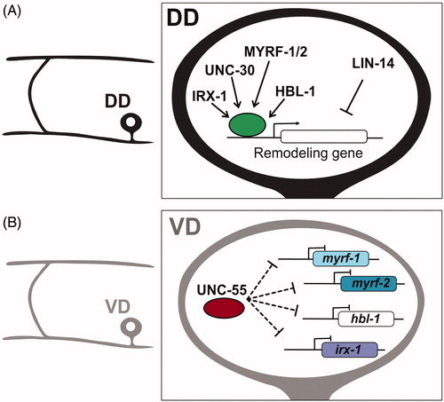 Figure 3. Transcriptional regulation of synaptic remodeling in D-type GABAergic motor neurons. (A) (Left) Morphology of DD motor neuron. (Right) Transcription factors IRX-1/Iroquois MYRF-1/MYRF-2 and HBL-1/Hunchback promote expression of DD remodeling genes, whereas LIN-14 antagonizes remodeling genes. (B) (Left) Morphology of VD motor neuron. (Right) The transcription factor UNC-55/COUP-TFII inhibits expression of IRX-1/Iroquois, HBL-1/Hunchback and MYRF-1/MYRF-2 in VD neurons to prevent ectopic synaptic remodeling.