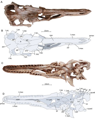 FIGURE 3. Skull of the holotype specimen of Qianzhousaurus sinensis (GM F10004). A, photograph of skull in dorsal view; B, line drawing of skull in dorsal view; C, photograph of skull in ventral view; D, line drawing of the skull in ventral view. Abbreviations: b.c, braincase; dtf, dorsotemporal fenestra; ect, ectopterygoid; fr, frontals; icho, internal choana; l. lac, left lacrimal; l. max, left maxilla; l. po, left postorbital; l. quad, left quadrate; l. sp, left squamosal; mf, maxillary fenestra; nas, nasal; oc, occipital condyle; orb, orbit; pal, palatine; par, parietal; pfr, prefrontals; pmax, premaxilla; psp, parasphenoid rostrum; pt, pterygoid; qf, quadrate foramen; qj, quadratojugal; r. jug, right jugal; r. lac, right lacrimal; r. max, right maxilla; r. po, right postorbital; r. quad, right quadrate; r. sq, right squamosal; vom, vomer.