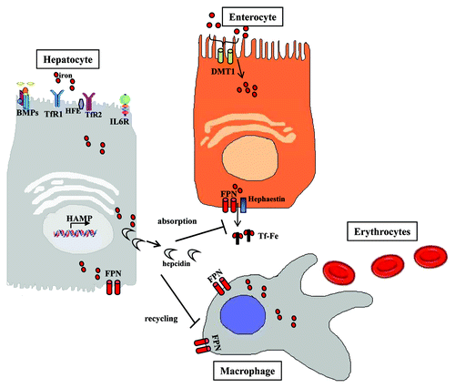 Figure 1. Hepcidin is primarily synthesized in hepatocytes and then released into the circulation. When hepcidin reaches circulation, it regulates iron metabolism by controlling iron transport to duodenal enterocytes and iron export from macrophages.