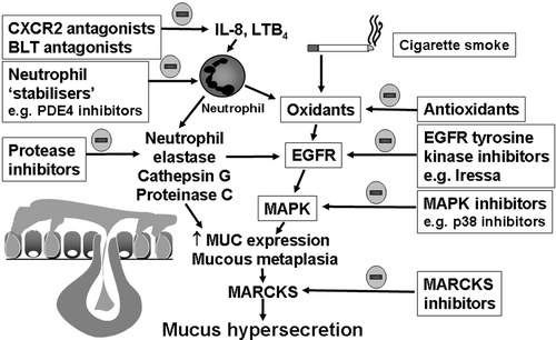 Figure 4. Possibilities for novel inhibition of airway mucus hypersecretion in chronic obstructive pulmonary disease(COPD). Theoretically, recruitment and activation of neutrophils and inhalation of cigarette smoke increases the lung burden of proteases and oxidants, which in turn activate the epidermal growth factor (EGF) intracellular signalling pathway leading to increased mucin (MUC) gene expression and mucin synthesis, mucous metaplasia (goblet cell hyperplasia and submucosal gland hypertrophy) and increased mucin secretion (via myristoylated alanine‐rich C kinase substrate (MARCKS)). The neutrophil chemotactic activity of interleukin (IL)‐8 and leukotriene (LT) B4 can be inhibited by selective antagonists at the receptors for CXC chemokines (CXCR2 antagonists) and for LTB4 (BLT antagonists), respectively, and neutrophil activity can be inhibited by inhibitors of phosphodiesterase (PDE) 4. The activity of proteases and oxidants can be inhibited by protease inhibitors and antioxidants. The EGF receptor and mitogen activated protein kinase cascade, as well as MARCKS activity, can be inhibited by appropriate inhibitors.