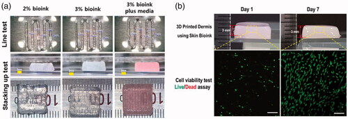 Figure 3. Survival and proliferation of HDFs in the 3D printed cell laden construct. (a) Structure of the 3D printed construct using skin bio-ink involved layer by layer stacking. (b) HDFs survived and proliferated in the constructs as well as maintained their structure.