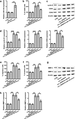 Figure 4. miR-145 antagonized hsa_circ_0009910 in modulating cellular phenotypes associated with proliferation and motility of SKOV3 cells. (a) qRT-PCR analysis of miR-145 levels in SKOV3 cells transfected with miR-145 mimic or miR-NC. U6 served as an internal control. (b) CCK-8 assay examined the percentage of viable cells after co-transfection with hsa_circ_0009910 and miR-145 mimic. Vector and miR-NC served as control. (c–d) Western blot analysis was carried out for molecular change in cyclin D1, CDK4 and CDK6. (e–f) Migratory and invasive cells were counted under flow cytometry after crystal violet staining. (g–h) Western blot analysis was used for the detection of MMP-2 and MMP-9. β-Actin was used for protein normalization. Error bars were standard deviation from three independent experiments. P-values were calculated using student’s t test or one-way analysis of variance. *P < 0.05, **P < 0.01, ***P < 0.001.