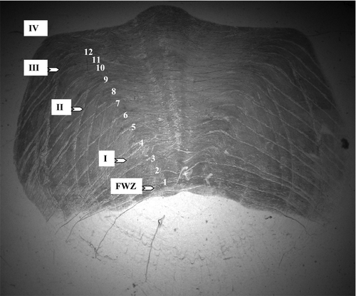 FIGURE 2 Scale of an adult American shad collected in 2006 during the spawning migration in the York River. The Cating (Citation1953) method of age determination is depicted on the scale. Transverse grooves are indicated by Arabic numerals and annuli are indicated by Roman numerals and arrows. The freshwater zone is indicated by FWZ. This fish was identified as a member of the 2002 year-class by its isotope signatures (δ18O: –4.67‰; δ13C: –16.20‰) and was aged as such by both scale readers.