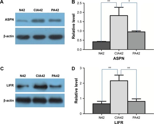 Figure 6 Result of Western blot verification: A and B show the expressional changes of asporin (ASPN) on day 42 of collagen-induced arthritis (CIA), normal (N) control and paeoniflorin (PA); C and D show the expressional changes of leukemia inhibitory factor receptor (LIFR) on day 42 of CIA, the normal control and PA.