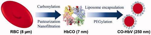 Figure 1. Cellular structure of haemoglobin-vesicles (HbV). A highly concentrated carbonyl haemoglobin (HbCO) is encapsulated within a liposome with polyethylene glycol.